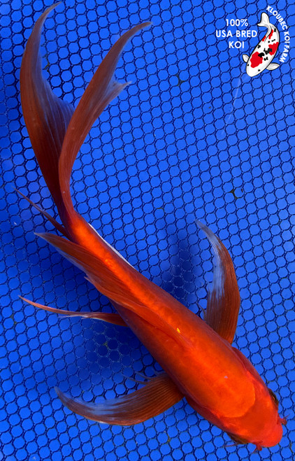 7.5" Doitsu Benigoi Butterfly Koi #J5935(H4)