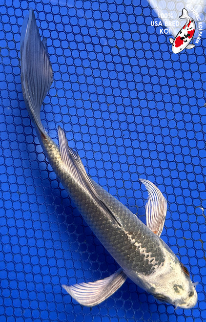 6.5" Gin Matsuba Butterfly Koi #J5937(H4)