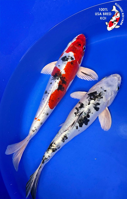 (2) 12-13" "Sisters of Stunning" Doitsu Yamato Nishiki Koi Duo #K5218(X19)