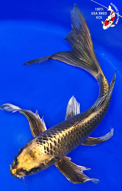 11.5" Nezu Ogon Butterfly Koi K52121(X37)
