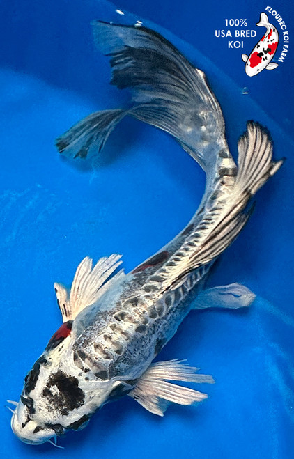 13" Beni Kikokuryu Butterfly Koi #J5222(P4)