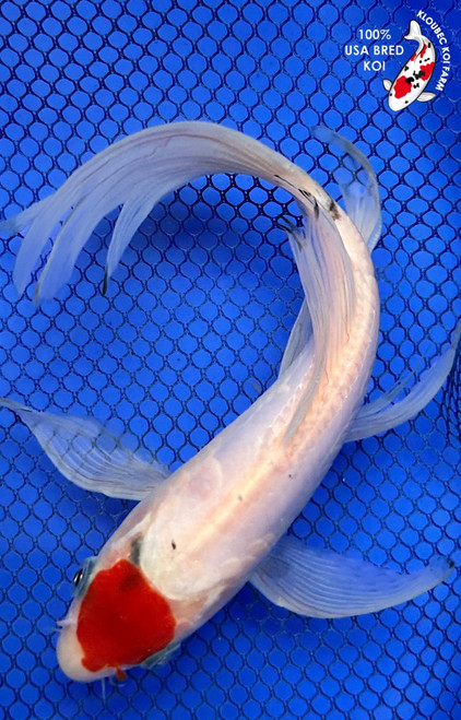 7" Doitsu Tancho Sanke Butterfly Koi  #K52139(X29)