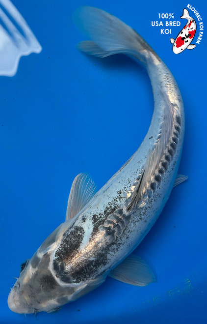 12" "Blue Belle" Doitsu Koi #J52216(P2)
