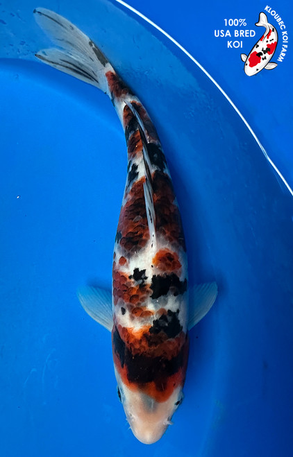 13" Sanke Goromo Koi #J52222(P2)