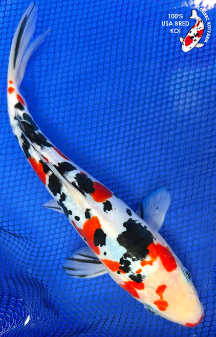 10" Doitsu Sanke Koi #K61425(P5)