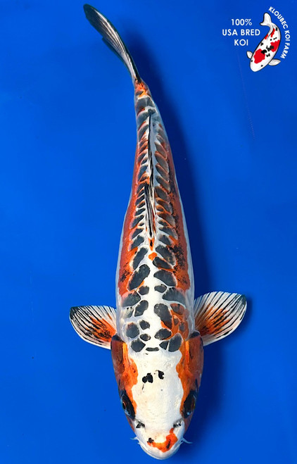 Koi Fish for Sale | Buy Japanese Koi Varieties Online