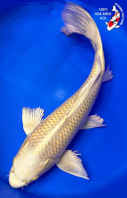 Koi Fish for Sale | Buy Japanese Koi Varieties Online