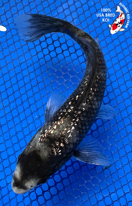 5.5" Gin Rin Matsukawabake Koi #J61317(P8)