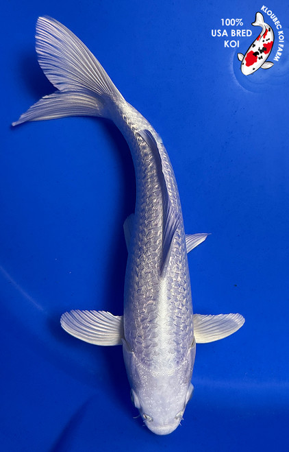 送料税込【King Ice】The Platinum Ogon Koi Fish ネックレス☆ Platinum Ogon Japanese Koi Fish (Cyprinus carpio