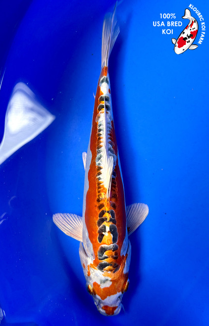 9" Doitsu Kujaku Koi #J7142(X13)