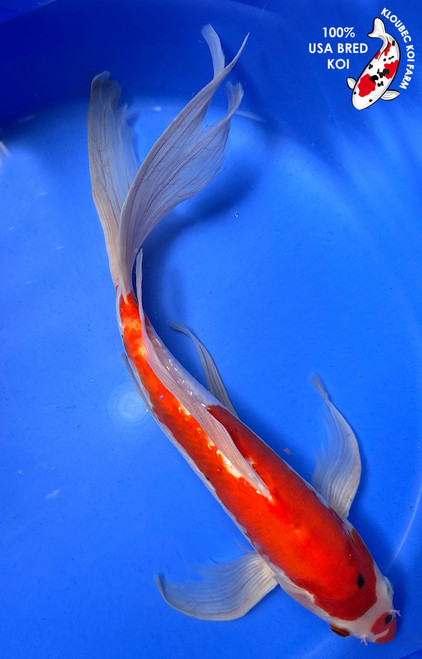 Red Koi Fish for Sale | Black, White, & Red Koi Varieties