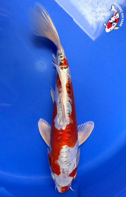 【希少！／Kanahe i／buyee OK】コイキング　鲤鱼王　PSA10 希少！／Kanahe i／buyee OK】コイキング鲤鱼王PSA10