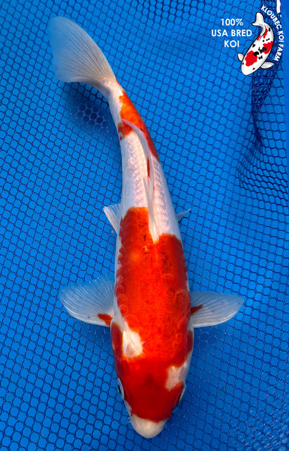 8.5" Doitsu Kohaku Koi #J7249(X36)