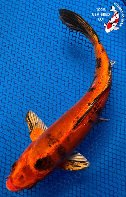 8" Doitsu Hi Utsuri Koi #J72410(X36)