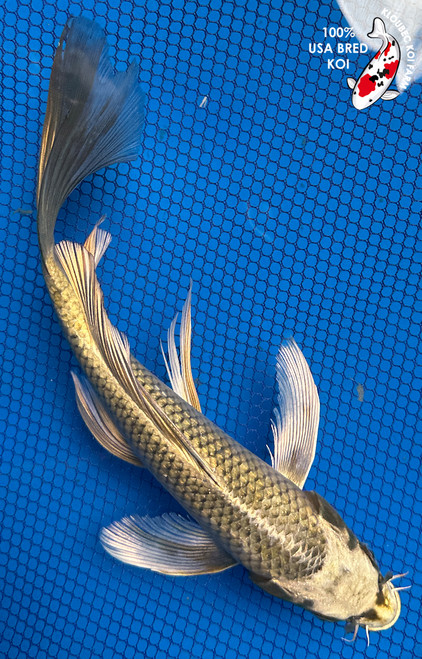 9.5" "Gold Dust" Matsuba Butterfly Koi #J72538(X42)