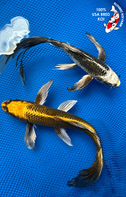 (2) 10-11" Matsuba Butterfly Koi Pair #J72536(X47)