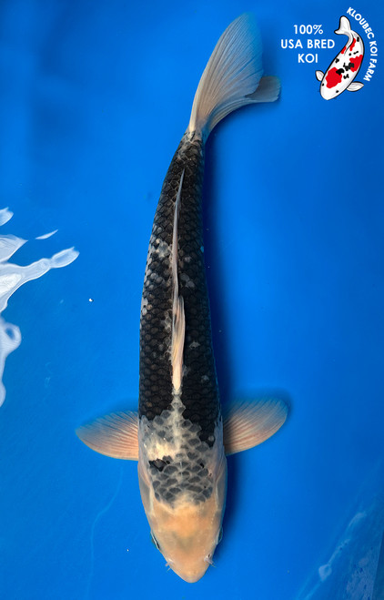 16" Matsukawabake Koi #J817(P4)