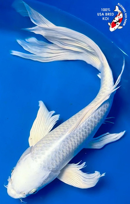 Koi Fish for Sale | Buy Japanese Koi Varieties Online
