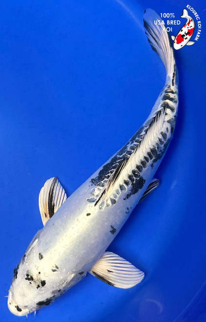 11.5" "Phantom" Kikokuryu Koi #K8418(P3)