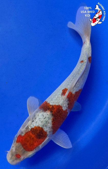 9" Goshiki Koi #K8423(P2)