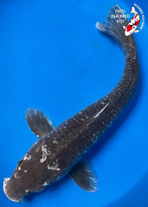 18" Karasugoi Koi #K8182(S1)