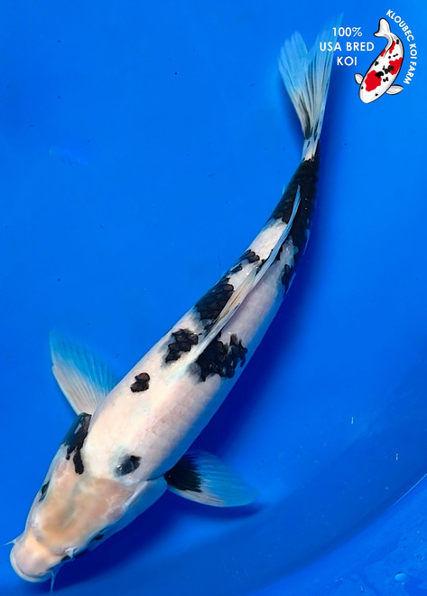 Black & White Koi Fish | Shiro Bekko, Utsuri & More Koi Carp