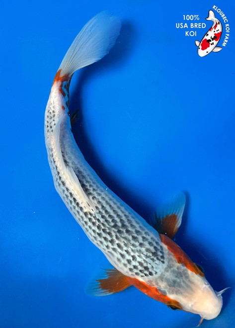 11" Asagi Koi #K8187(P4)