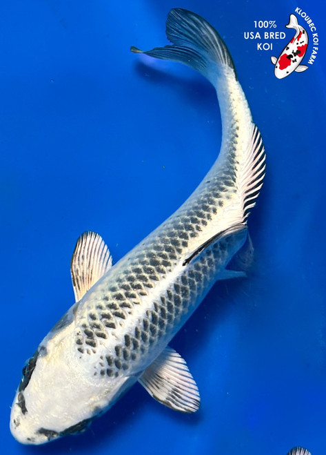 Kloubec Products - Kloubec Koi Farm Store