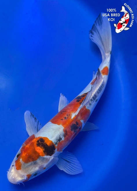 10.5" Beni Kumonryu Koi #B8202(P6)