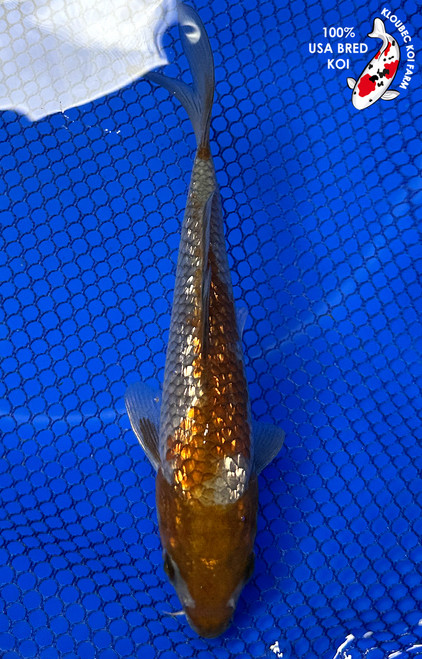 6" Gin Rin Ochiba Koi #J81826(J1)