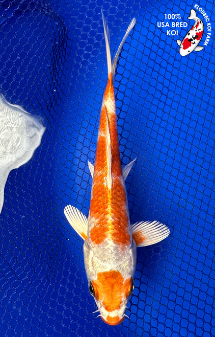 Koiページ This item is unavailable - Etsy