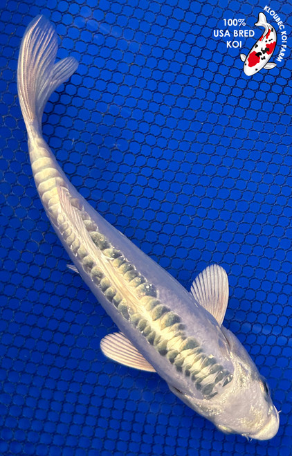 6.5" Doitsu Platinum Ogon Koi #J81821(J1)
