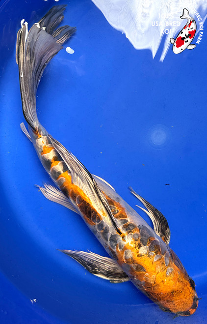 15" Beni Kikokuryu Butterfly Koi #J8188(P5) 15" Beni Kikokuryu Butterfly Koi #J8188(P5)
