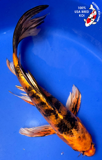 12" Hikari Utsuri Butterfly Koi #J8185(P5)