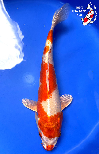 Koi Fish for Sale | Shop Koi by Color | Kloubec Koi Farm