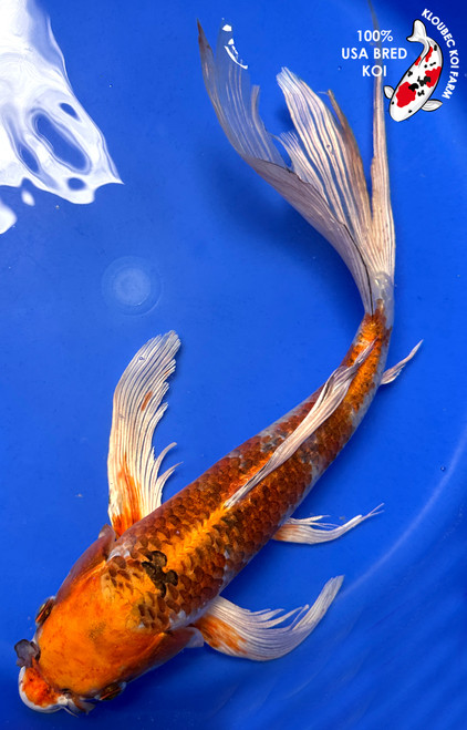 Koi Fish for Sale | Buy Japanese Koi Varieties Online