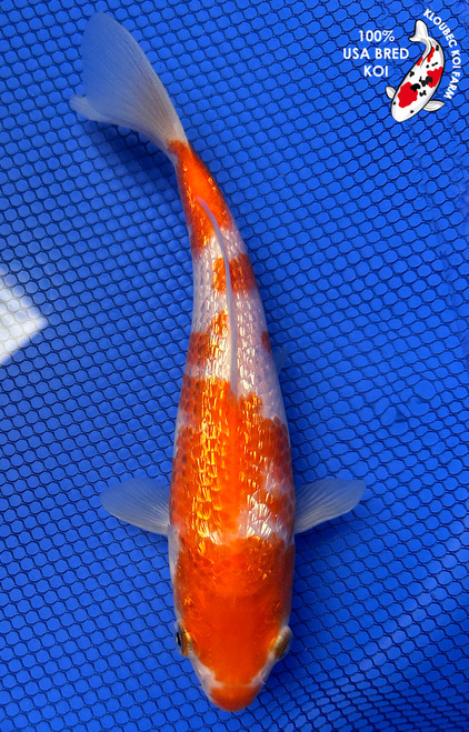 8" Gin Rin Kohaku Koi #J8206(X5)