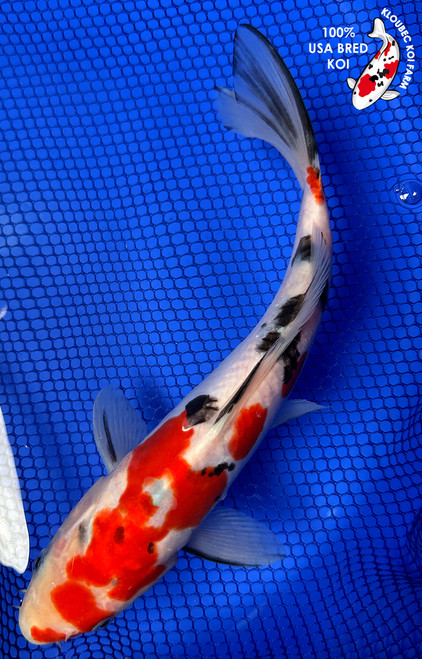 Koiページ Ochiba Shigure | ATX Koi