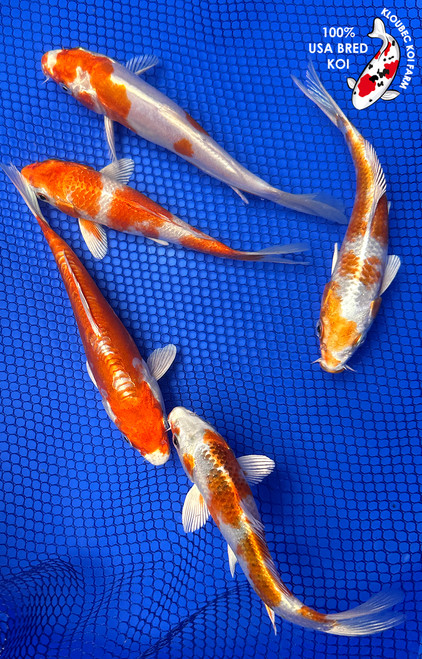 (5) 5-6" Hariwake Koi Pond Pack #J82030(H4)