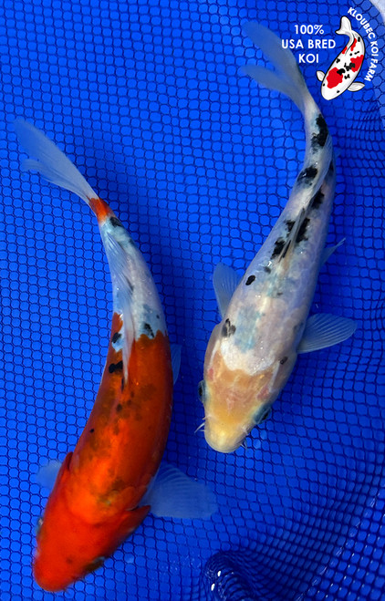 Koi Fish for Sale | Shop Koi by Color | Kloubec Koi Farm