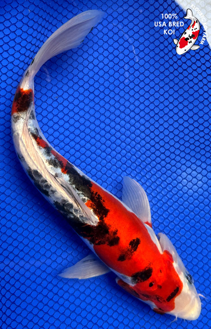 Kloubec Products - Kloubec Koi Farm Store