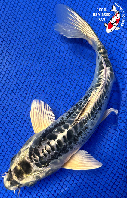 Koi Fish for Sale | Shop Koi by Color | Kloubec Koi Farm
