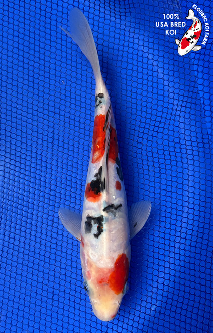 Shop Standard Fin Koi | Classic Koi Varieties | Kloubec Koi