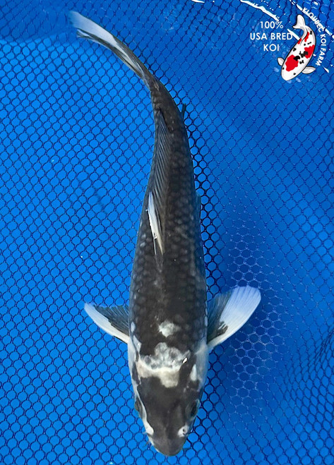 8" Matsukawabake Koi #K8283(X11)