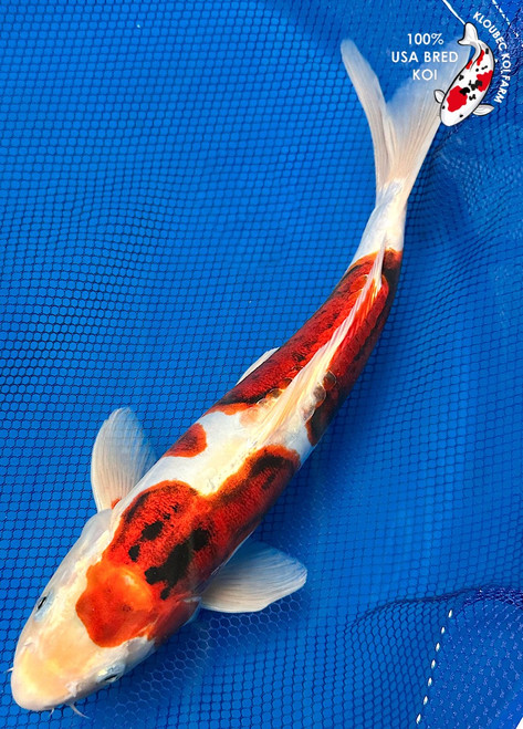 15" Doitsu Yamato Nishiki Koi  #K8288(S2)
