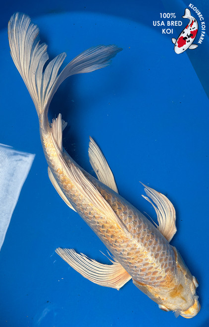 22" Gin Rin Hariwake Butterfly Koi #J8263(U5)