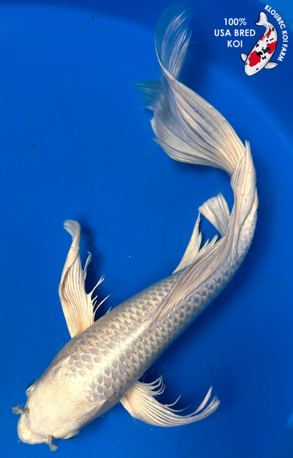 18" Cream Ogon Butterfly Koi #J8267(U5)
