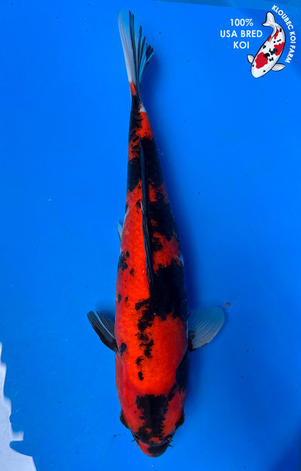 Shop Standard Fin Koi | Classic Koi Varieties | Kloubec Koi