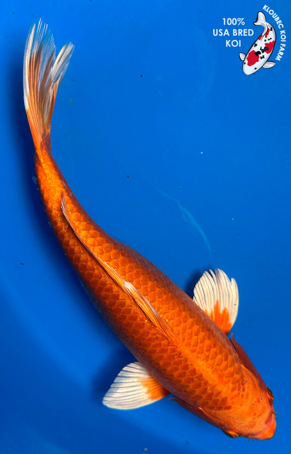 Koiページ Amazon.com: Koi Fish Paint by Numbers Kits for Adults