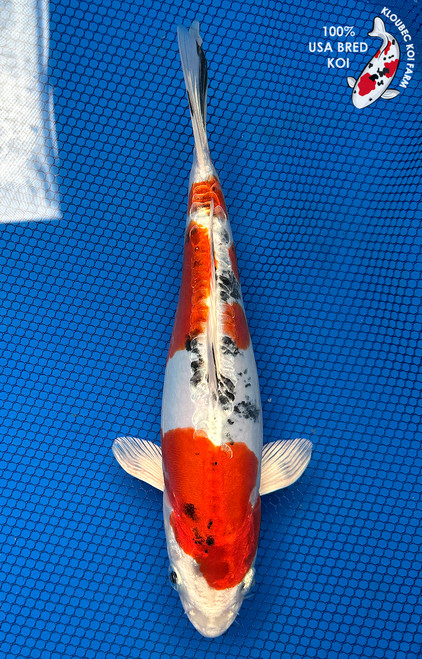 10.5" Doitsu Yamato Nishiki Koi #J82624(S2)